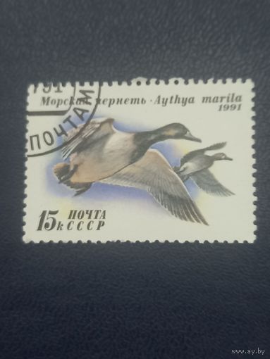 СССР 1991г. Морская чернеть.