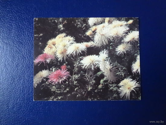 Хризантемы.  1987 г.  мини.