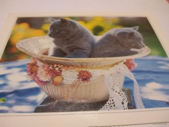 Открытка. Котята.