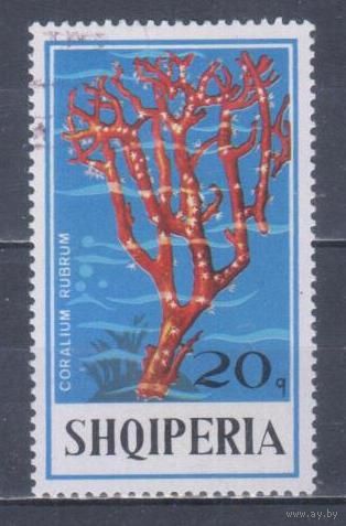 [2455] Албания 1975. Морская фауна.Кораллы и другие.20к. Гашеная марка.