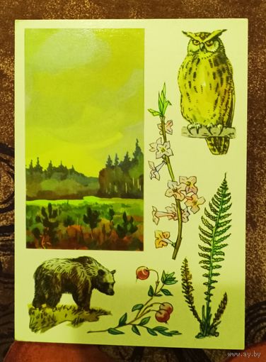 Открытка "Центрально-лесной заповедник"