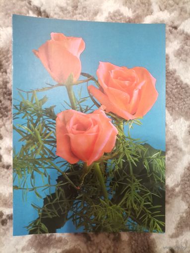 Открытка СССР чистая