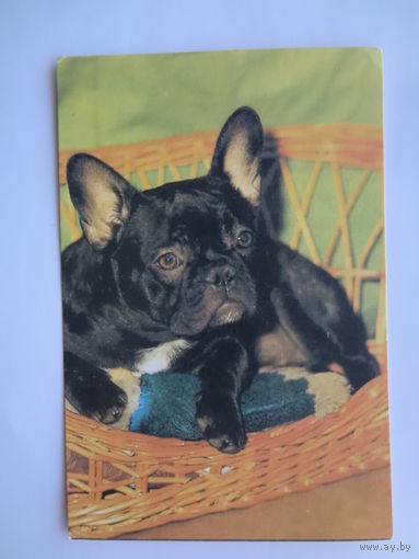 Календарик 1996 г. Французский бульдог.