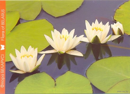 Фауна Беларуси: кувшинка белая, тираж 4000 экз., чистая, 2016