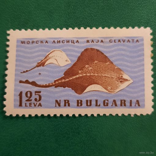 Болгария 1961. Фауна черного моря. Морская лисица