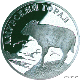 Красная книга: Амурский горал
