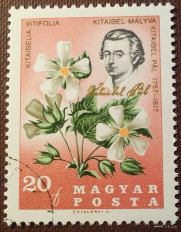 Венгрия 1967. Китайбелия виноградолистная. Марка из серии