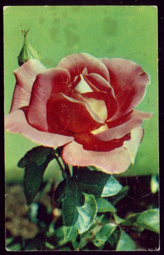 1974 год Н.Матанов Роза Гёрл из борделя