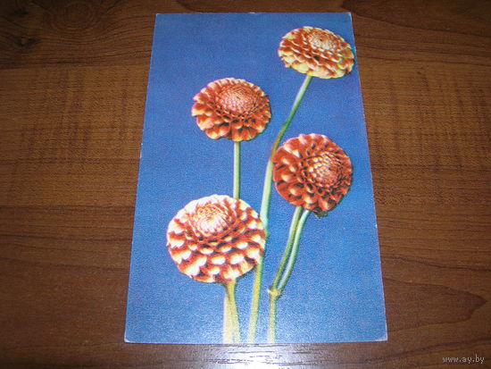 Цветы Георгины 1968 год чистая