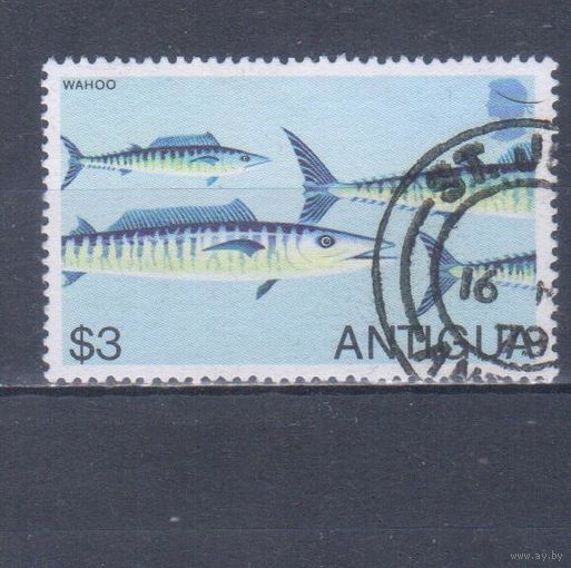 [1333] Антигуа 1979. Фауна.Рыбы. Концовка серии.Гашеная марка.