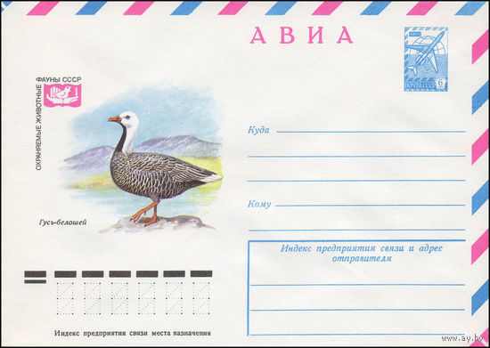 Художественный маркированный конверт СССР N 12927 (05.07.1978) АВИА  Охраняемые животные  фауны СССР  Гусь-белошей