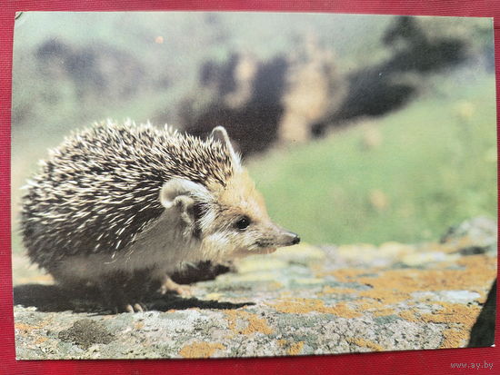 Ушастый ёж. Чистая. 1989 года. Фото Назарова. 1576.