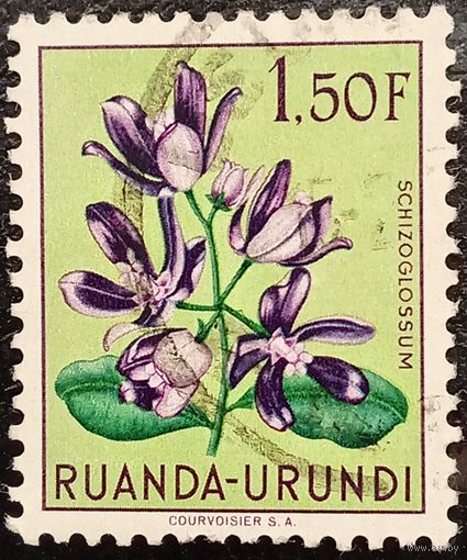 Руанда. Флора. Цветы. Schizoglossum