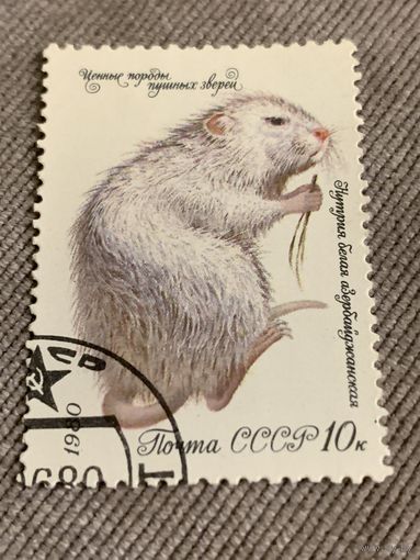 СССР 1980. Нутрия белая азербайджанская. Марка из серии