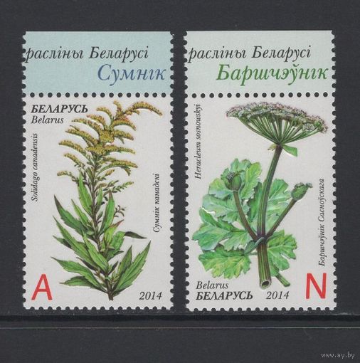 Флора Беларусь 2014 Инвазивные растения. Золотарник канадский и Борщевик Сосновского