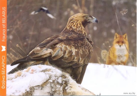 Фауна Беларуси: беркут, тираж 4000 экз., чистая, 2016