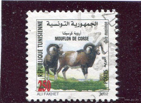 Тунис. Фауна. Европейский муфлон