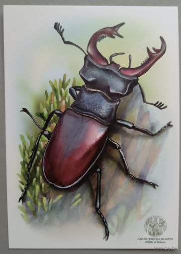 Жук. Открытка