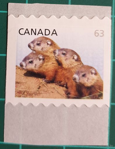 2013 Фауна - детская дикая природа  - Канада