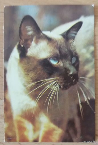 Календарик  сиамский кот. 1980 год
