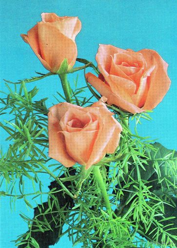 Открытка. Цветы. Розы.Братислава .