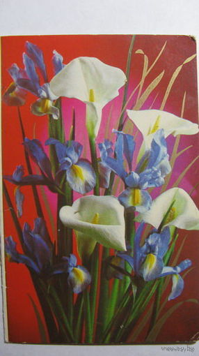 8 марта 1985г