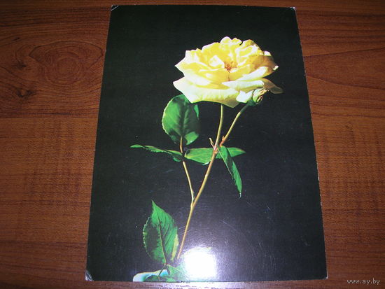 Цветы Роза Болгария чистая