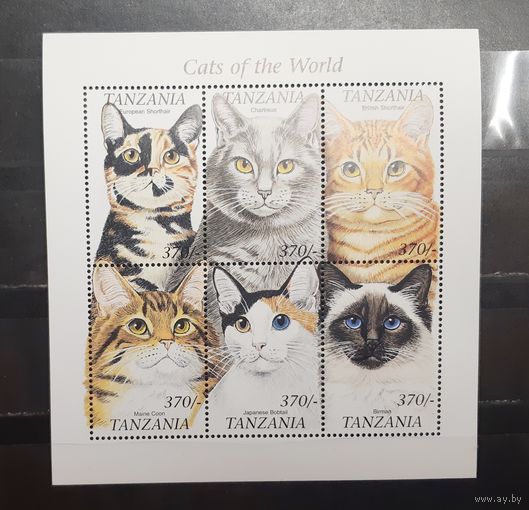 Танзания. Фауна. Кошки (1316)