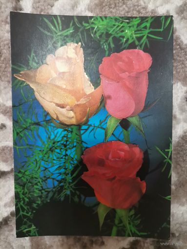 Открытка СССР чистая