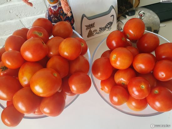 Семена томата Земляк.