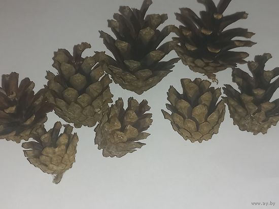 Шишки сосновые для рукоделия