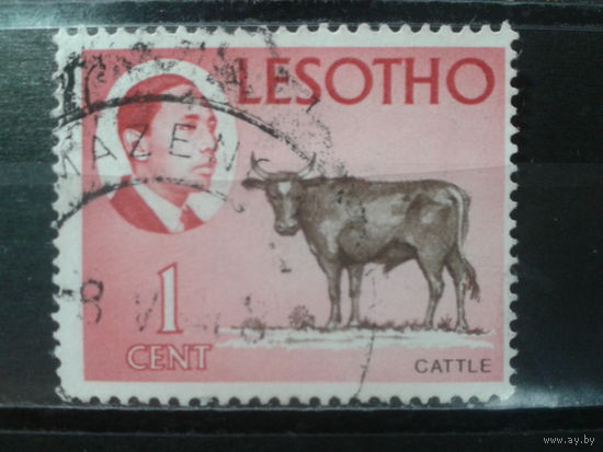 Лесото, 1967. Король Мошоэшо II и бык