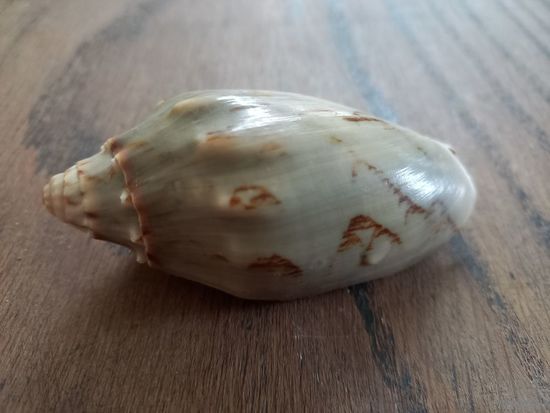 Ракушка Цимбиола "летучая мышь' (Cymbiola vespertilio). Цена с пересылкой.