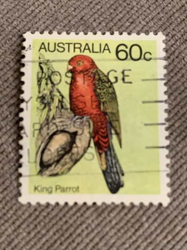 Австралия. Попугай. King Parrot