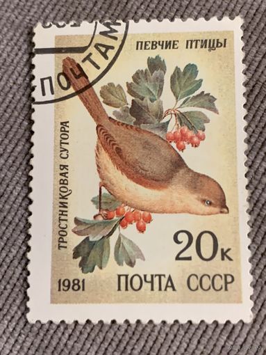 СССР 1981. Птицы. Тростниковая сутора. Марка из серии