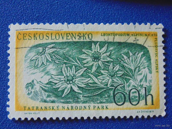 Чехословакия. Цветы.