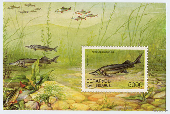 Почтовый блок  Рыбы 1997 г. Беларусь
