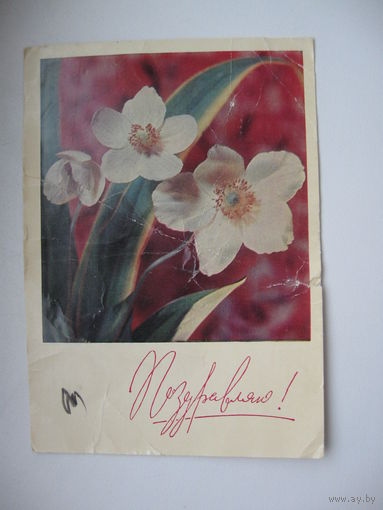 Дергилева И. 1969