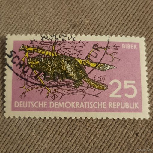 ГДР 1959. Фауна. Боьр. Марка из серии