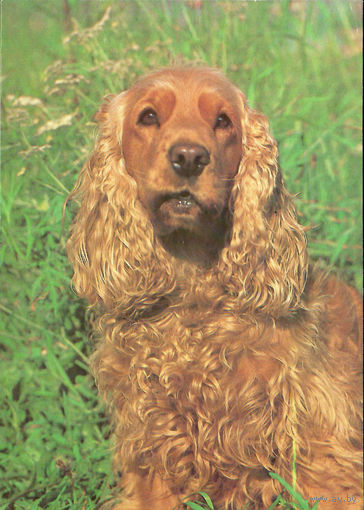 Почтовая открытка "Английский коккер-спаниель"