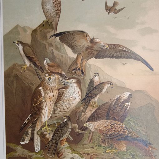 ХРОМОЛИТОГРАВЮРА Deutsche Raubvogel ГЕРМАНИЯ конец 19 века. Птицы.