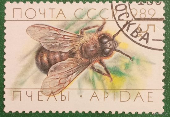 СССР 1989. Фауна. Пчелы