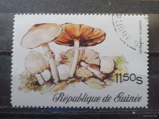 Гвинея 1977 Грибы