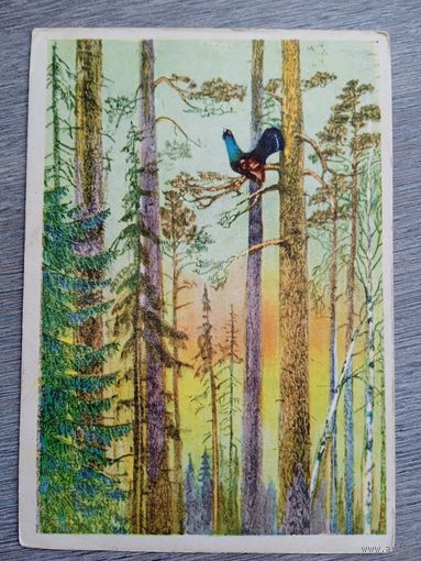 Курдов. Глухарь поёт