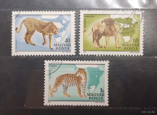 Венгрия. 1981 год. Фауна. Дикие кошки (621)