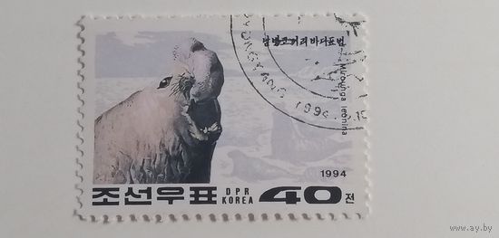 Корея 1994. Морские котики