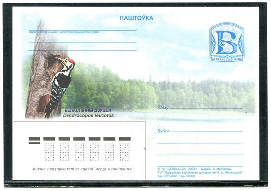 Беларусь 2008. ПК. Фауна. Белоспинный дятел