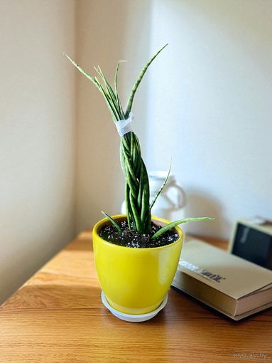 Сансевиерия Панк