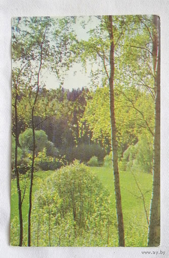 Гайлитис Я. Лесной луг в Терветском лесном парке. 1975 год. Чистая #0130-V1P65