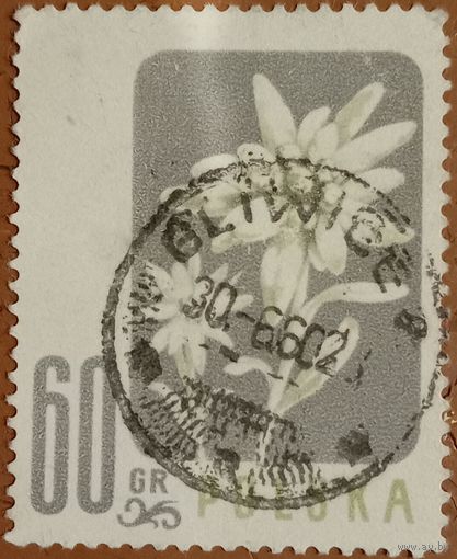 Польша 1966. Флора. Цветы